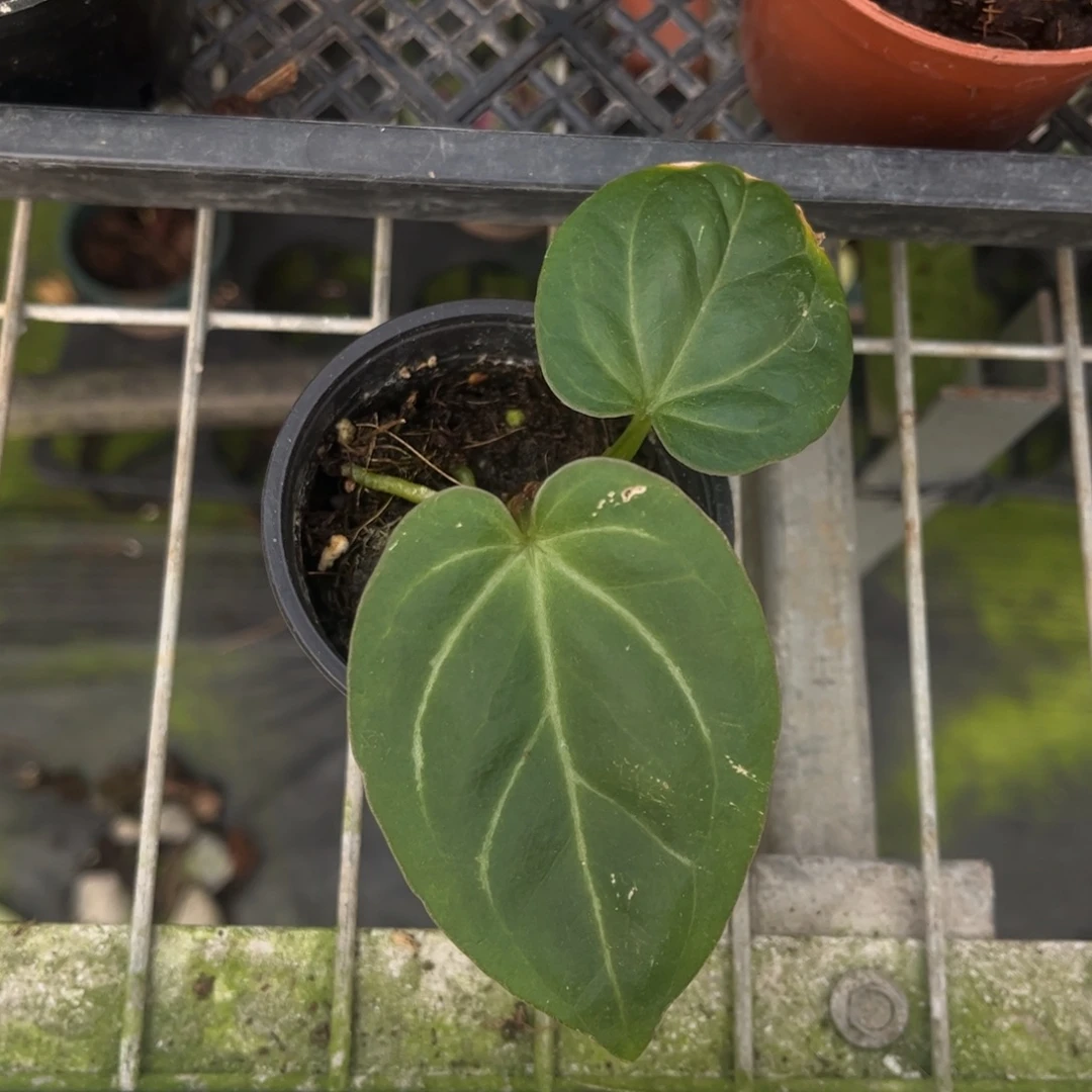 不开花植物kos958