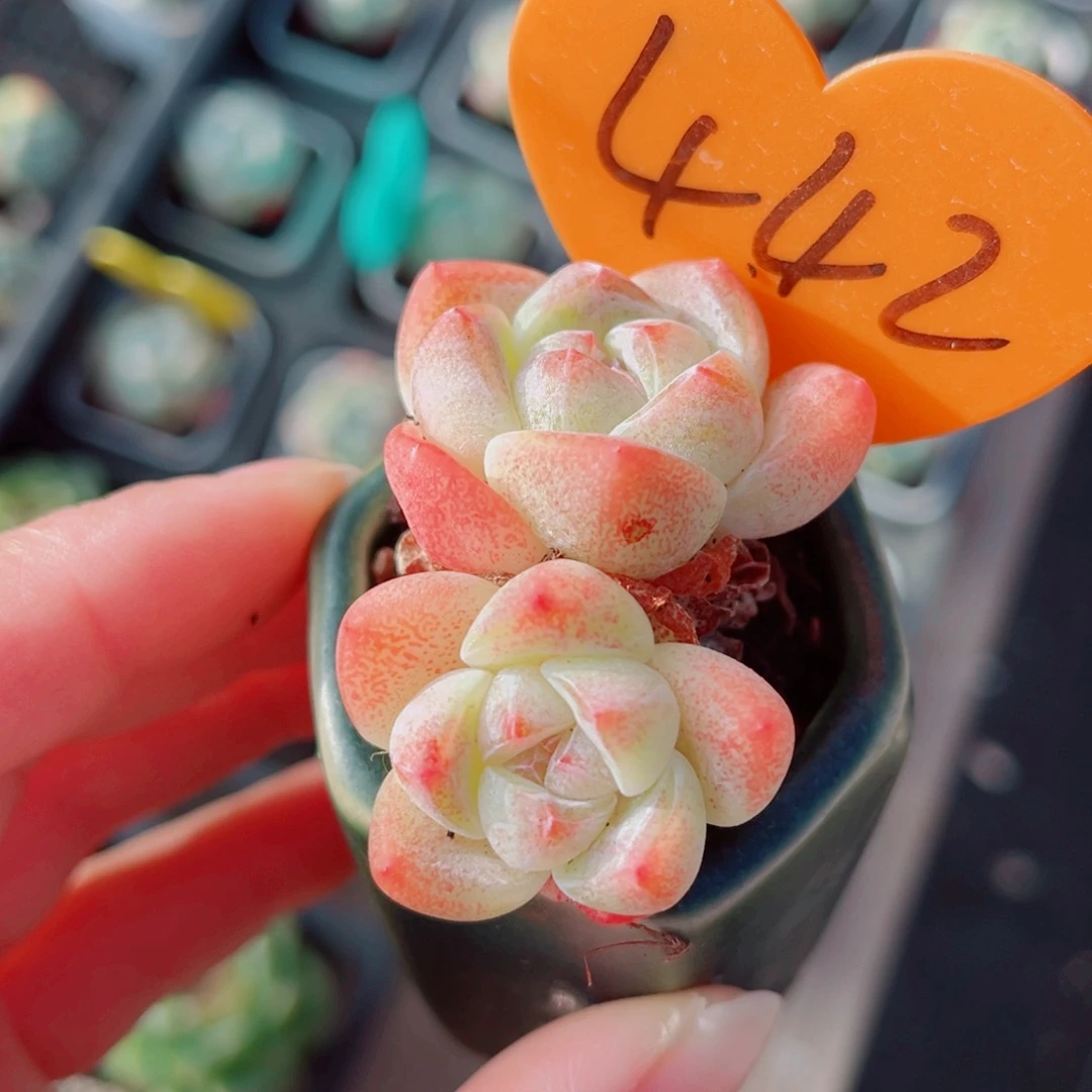 442号小老桩冰玉双头