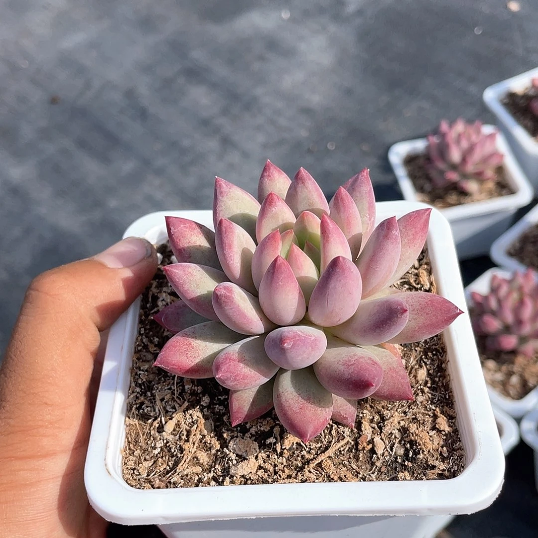 周***1优惠优惠虞美人多肉带盆