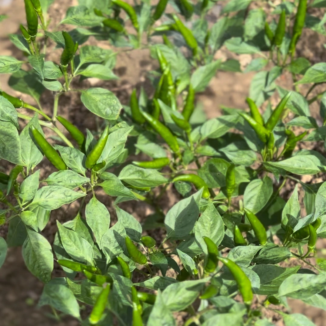 贵州高山农家自种现摘现发特辣小米辣