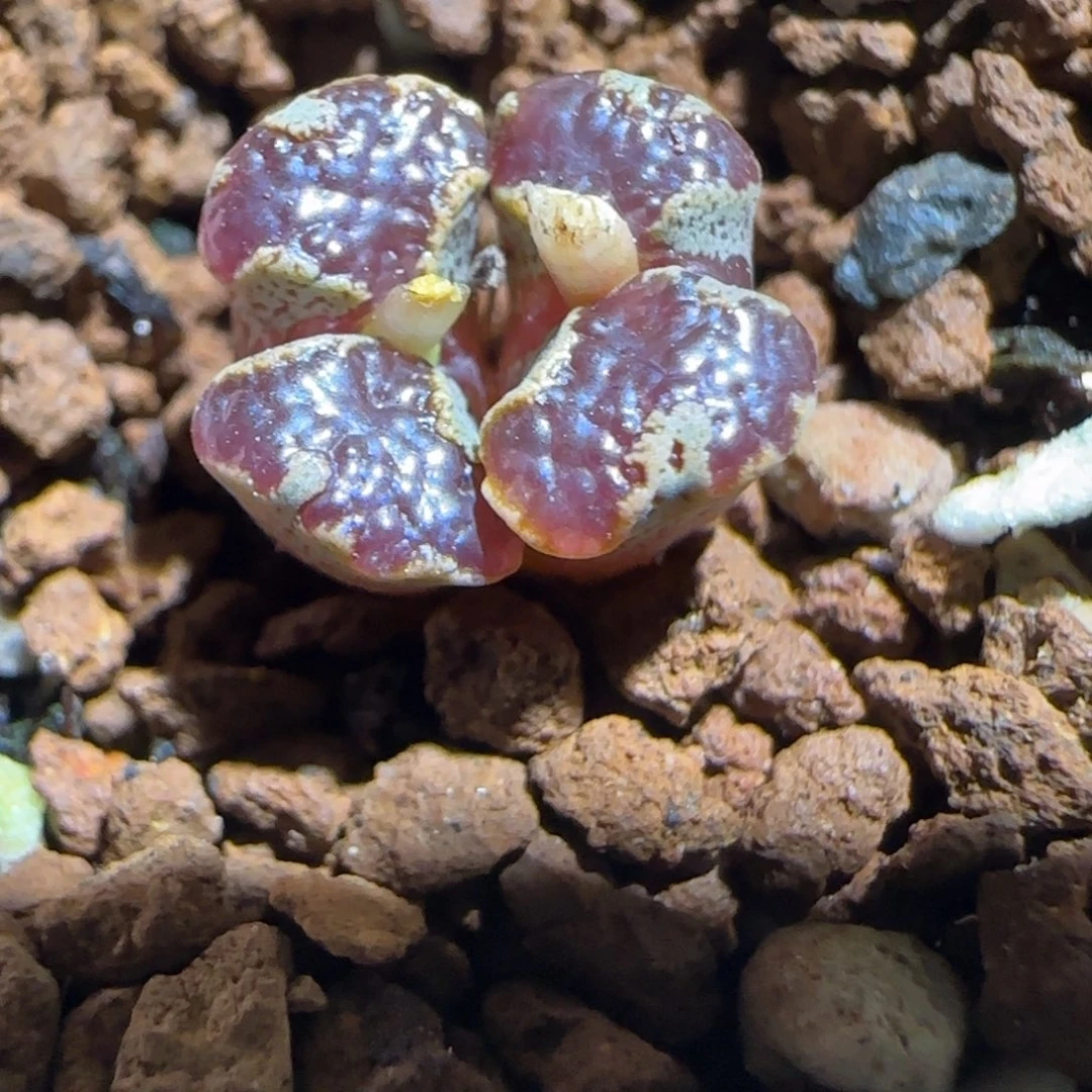 肉锥多肉植物组合-蝴蝶835