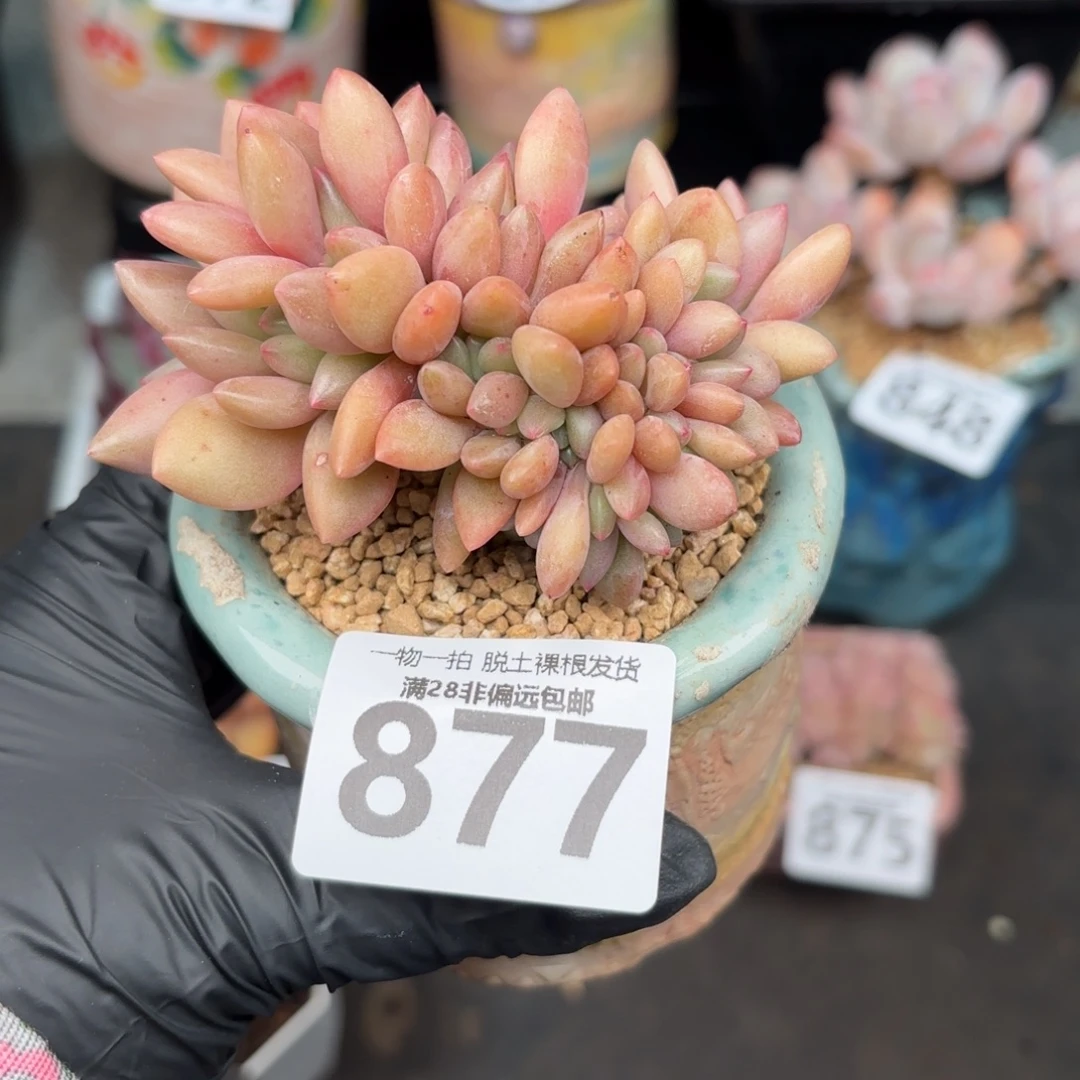 桃花源缀化无盆土发货