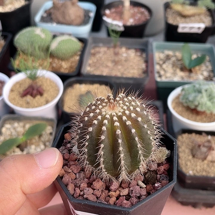 010实生紫皮尤伯球