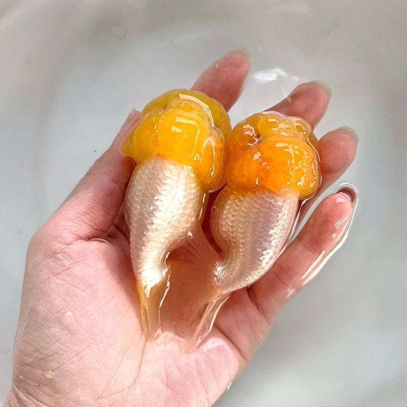 精品小金鱼苗兰寿奶牛寿练手鱼招财风水鱼包邮包活冷水