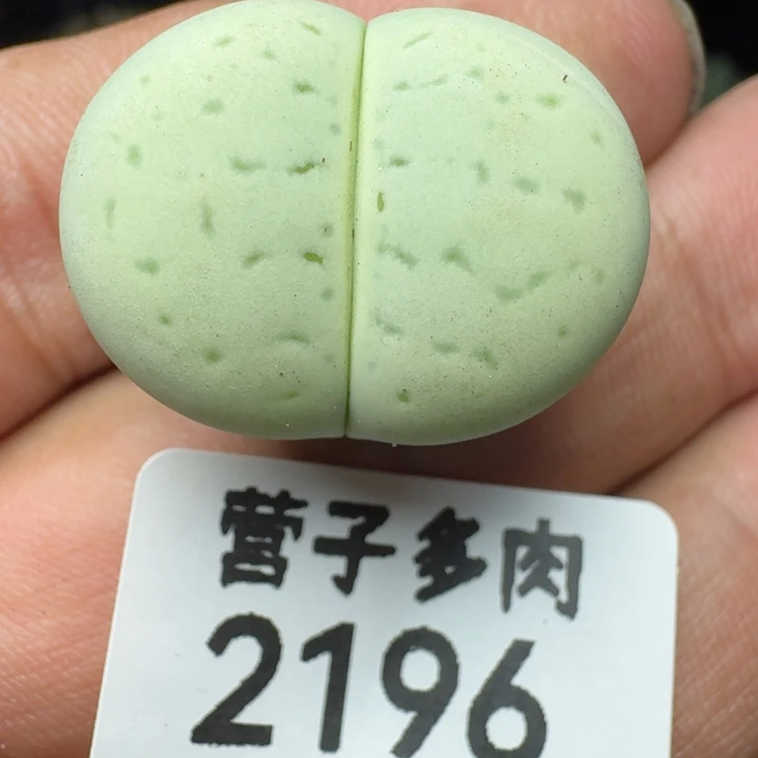 绿大白。     2.5。
