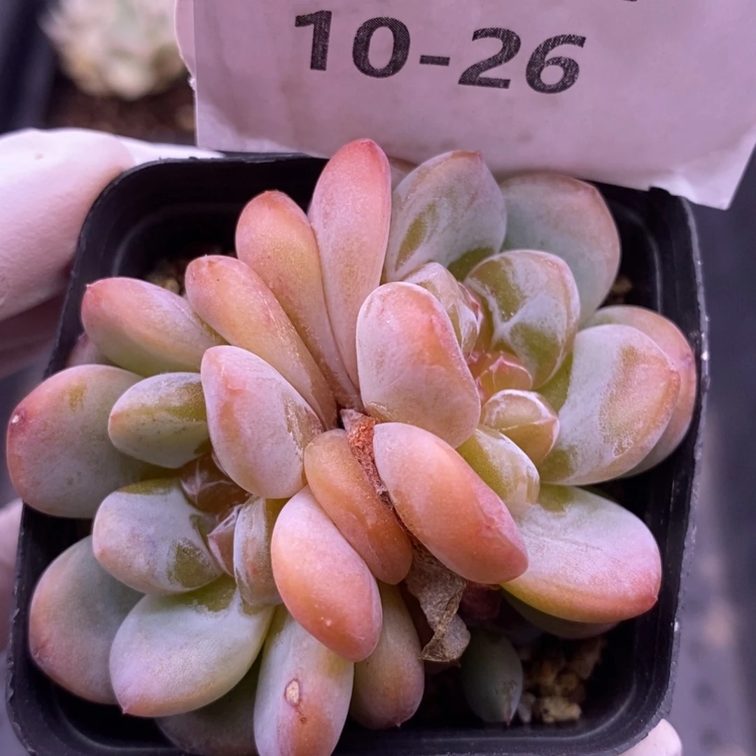 【闪购商品】10-26大白