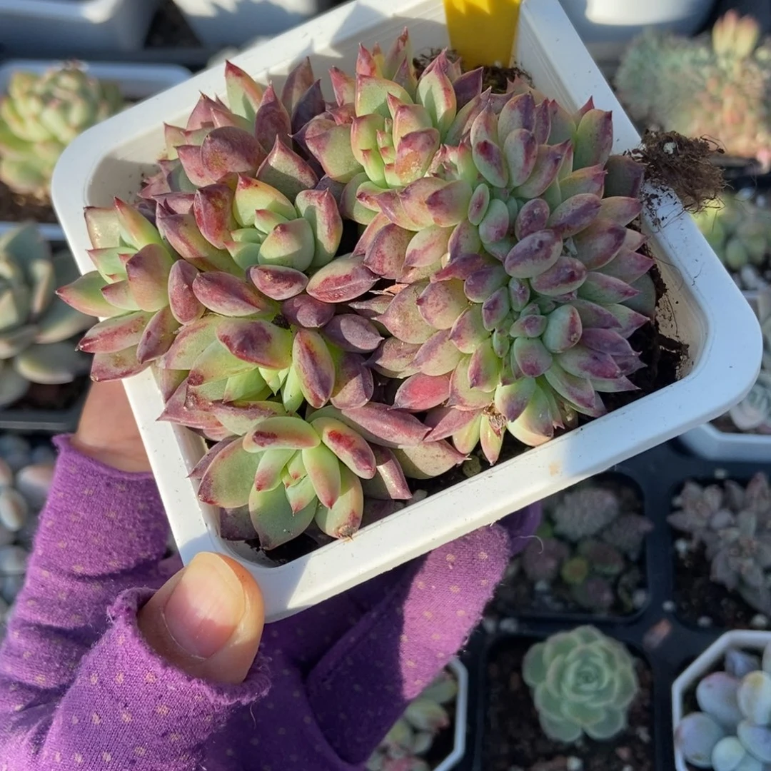 636拉糖缀多肉植物