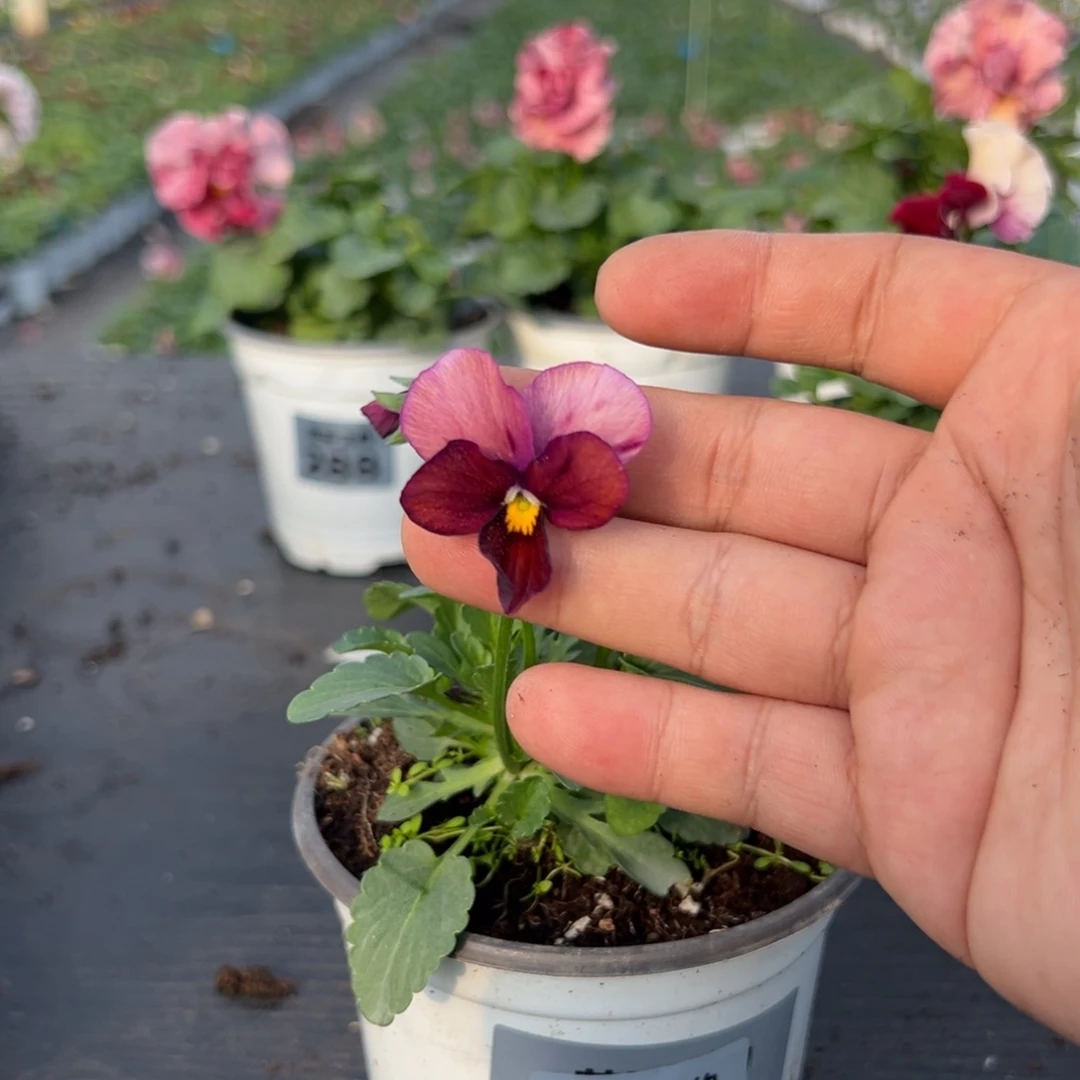 少量花朵（建议范围：2朵-5朵 或40%以下）046号