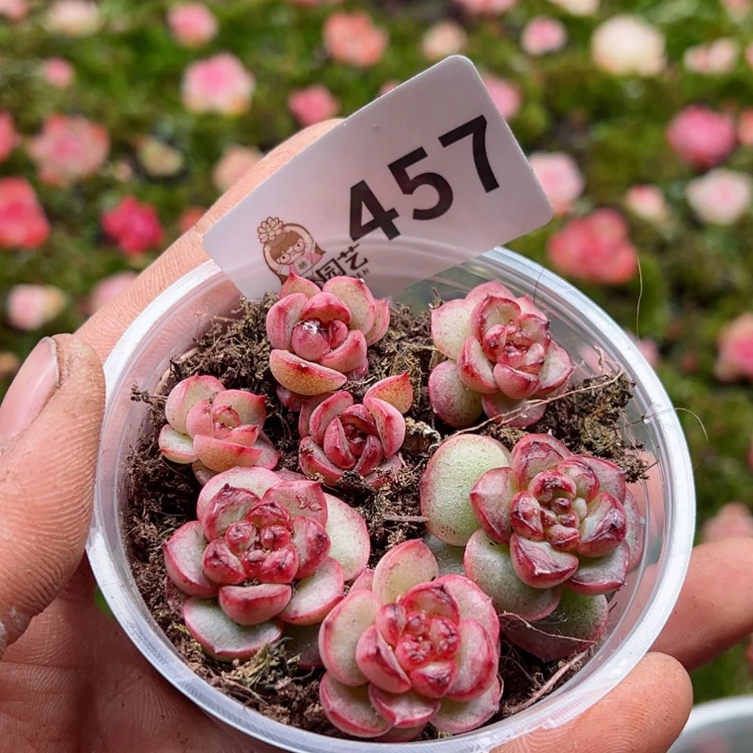 多肉植物多肉植物n