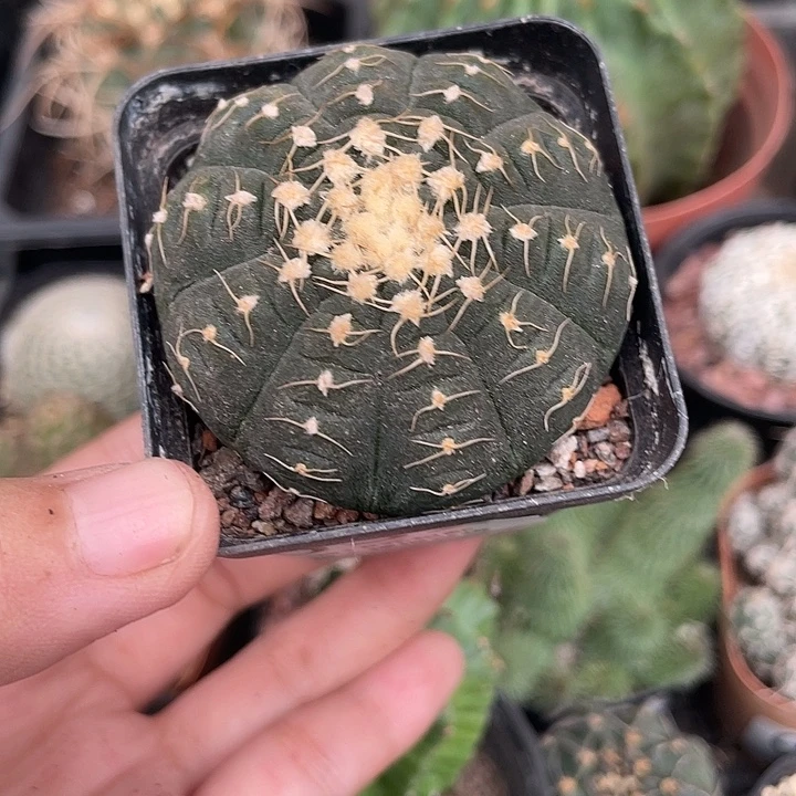 032拉根仙人球植物