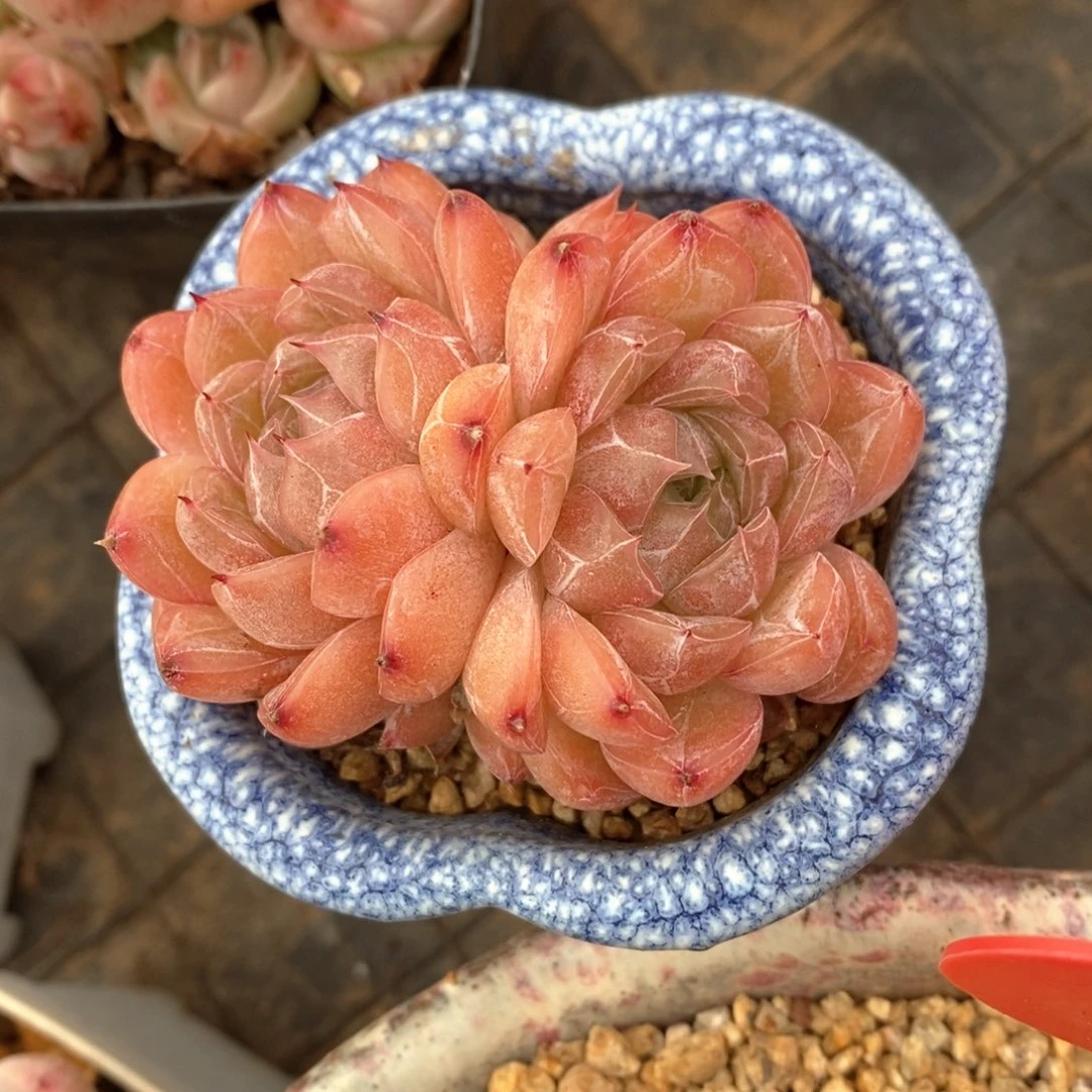 精品多肉一物一拍不包整335