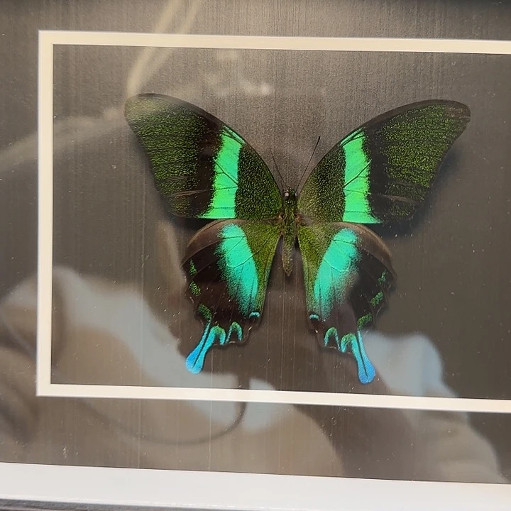 真蝴蝶标本真玻璃相框