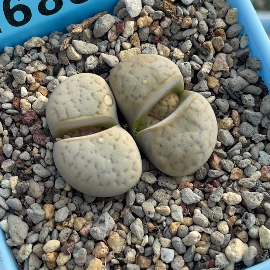 6889碧赐玉猪皮一颗