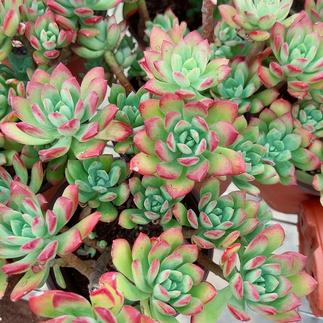 红稚莲多头造型精品二盆