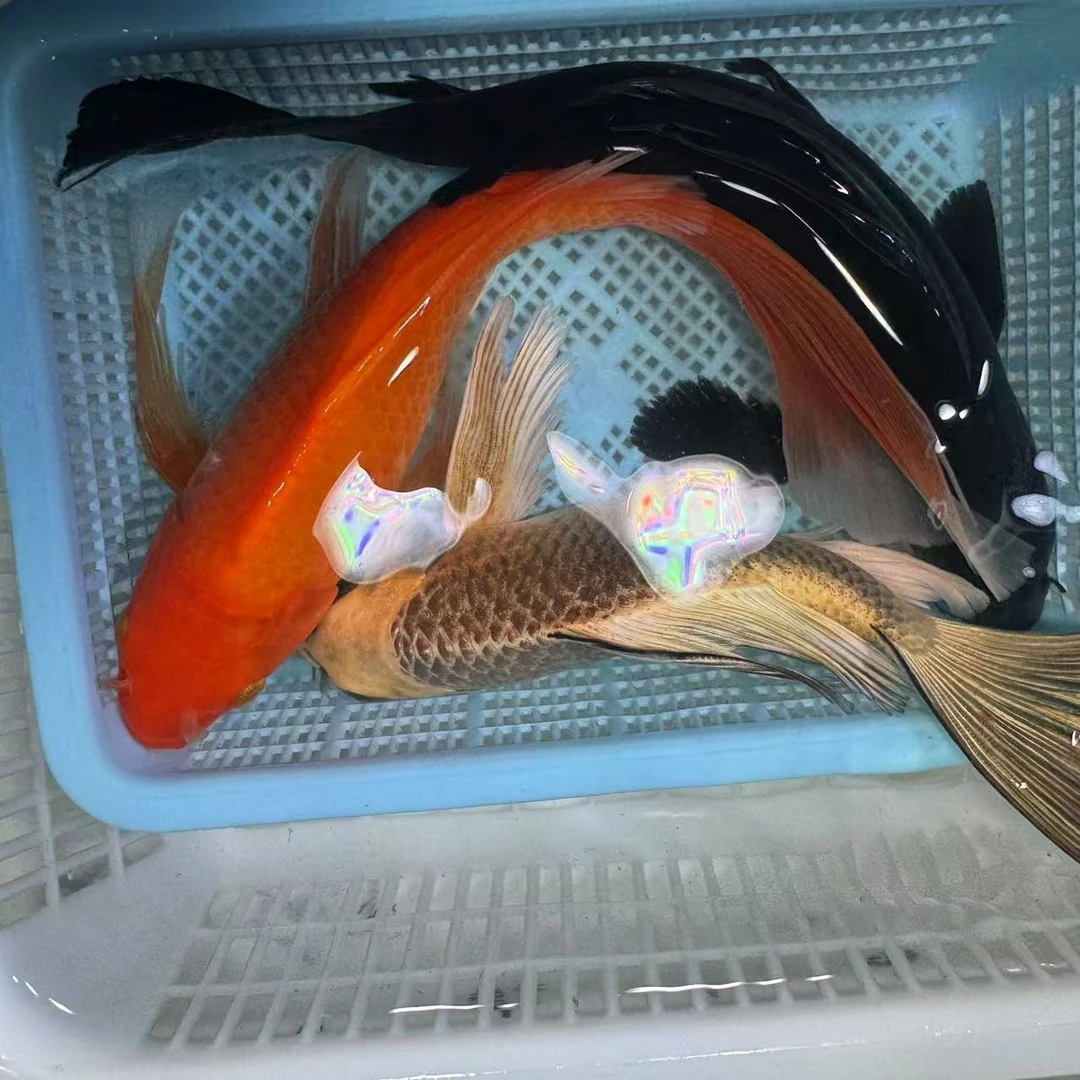 【三条装】15-20熊猫蝴蝶鲤红蝴蝶铁包金台湾锦鲤大鳍大尾包邮