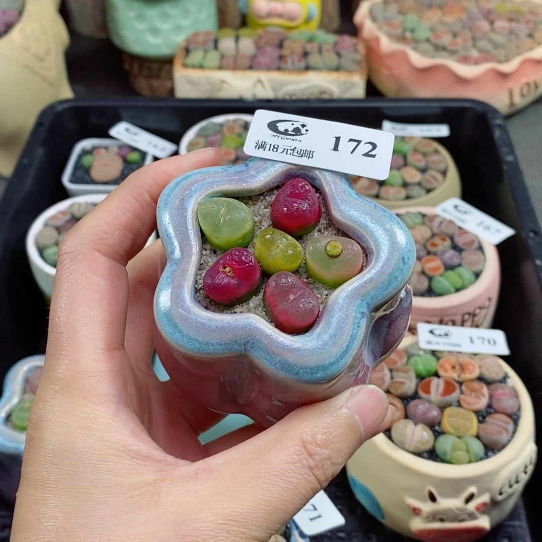 生石花花花花花172