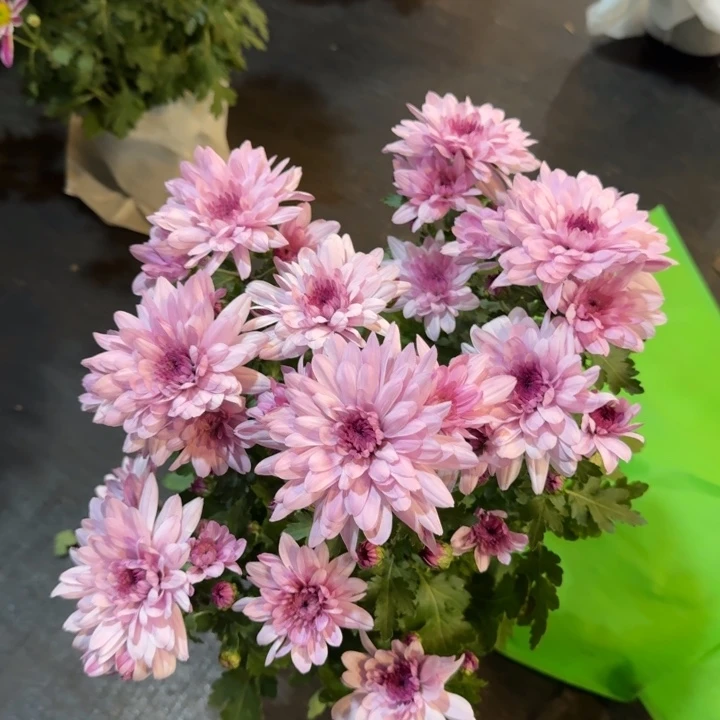 原盆原土荷兰菊粉水晶