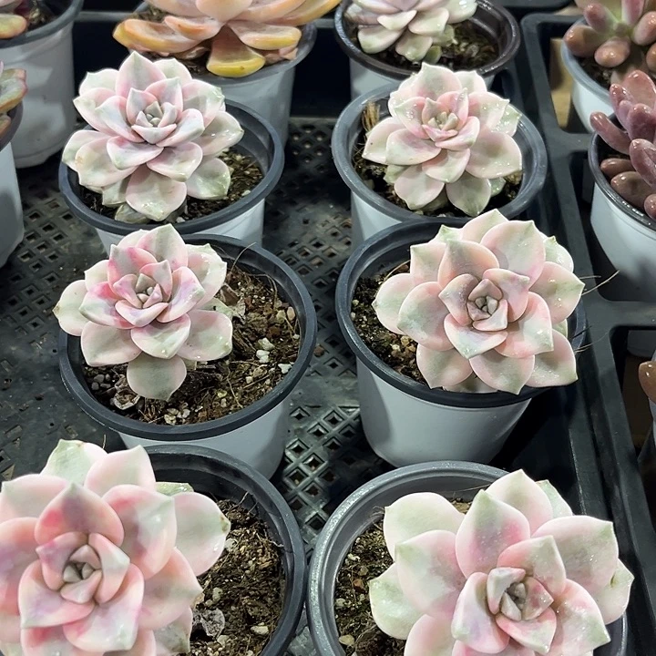 2棵精品紫乐锦多肉植物