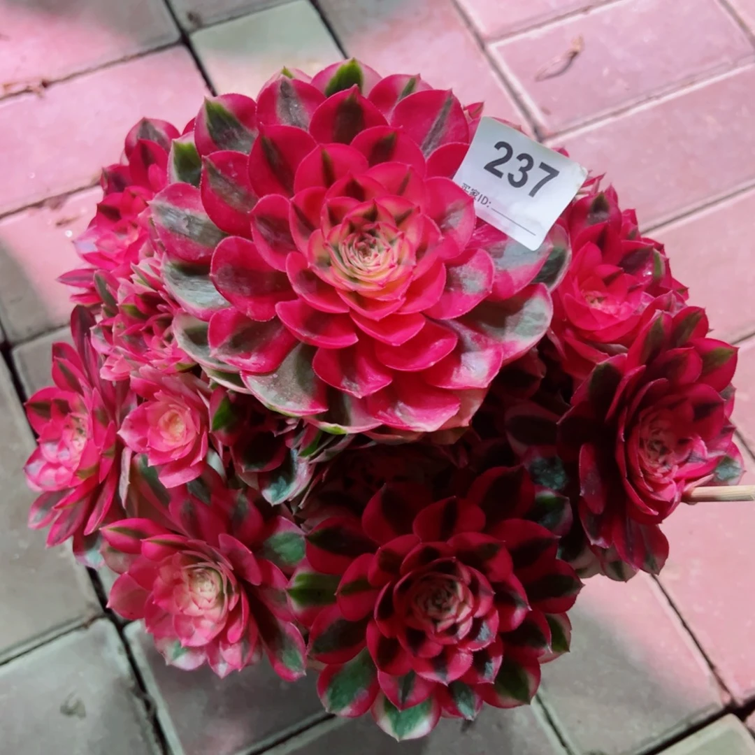 237倾城法师多肉植物