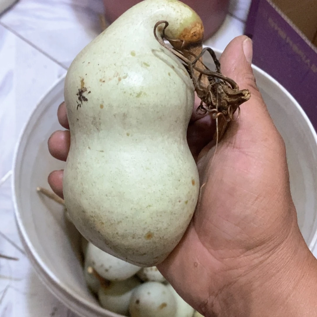 北****村文玩葫芦青皮葫芦