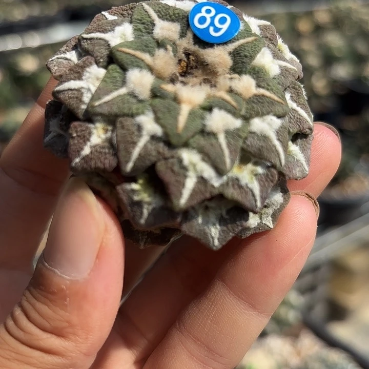 袖蒲苗接落地仙人球89