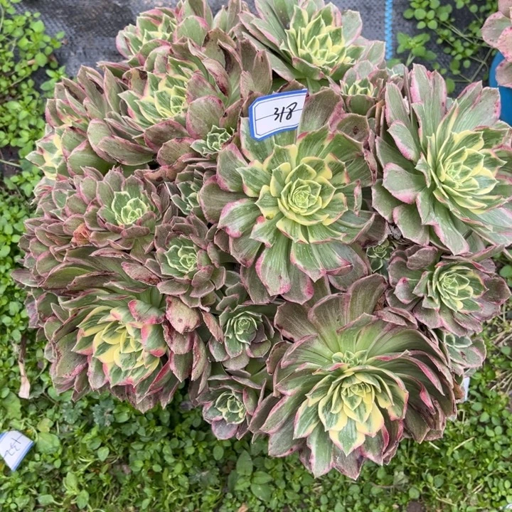 木***梦318水蜜桃多肉植物法师