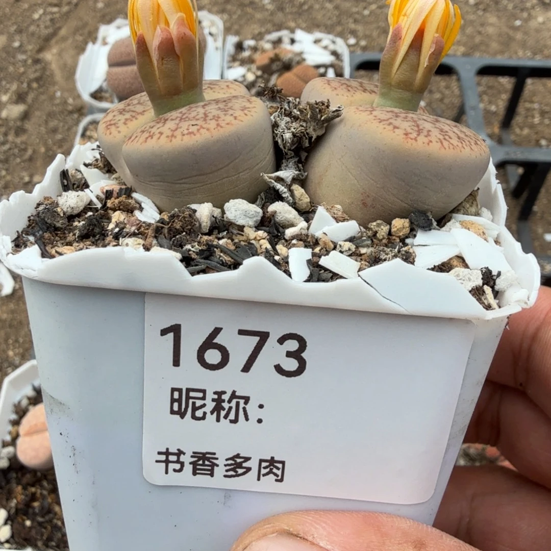 一***糕多肉。