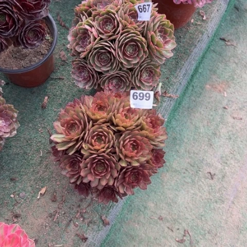 艾***艾667粉花妖，699红魔