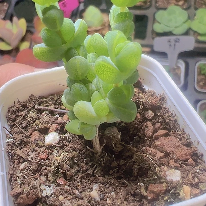 元宝枝干精品多肉植物