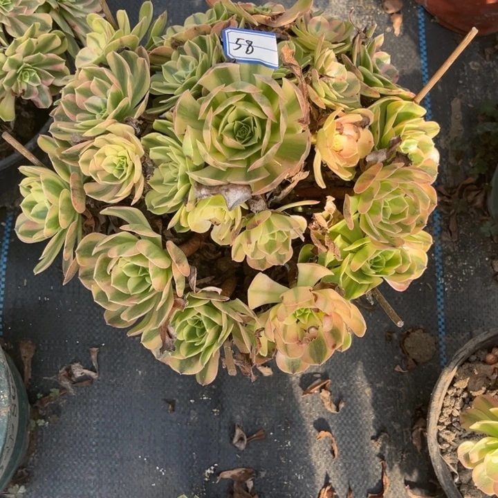 58雨荷多肉植物法师