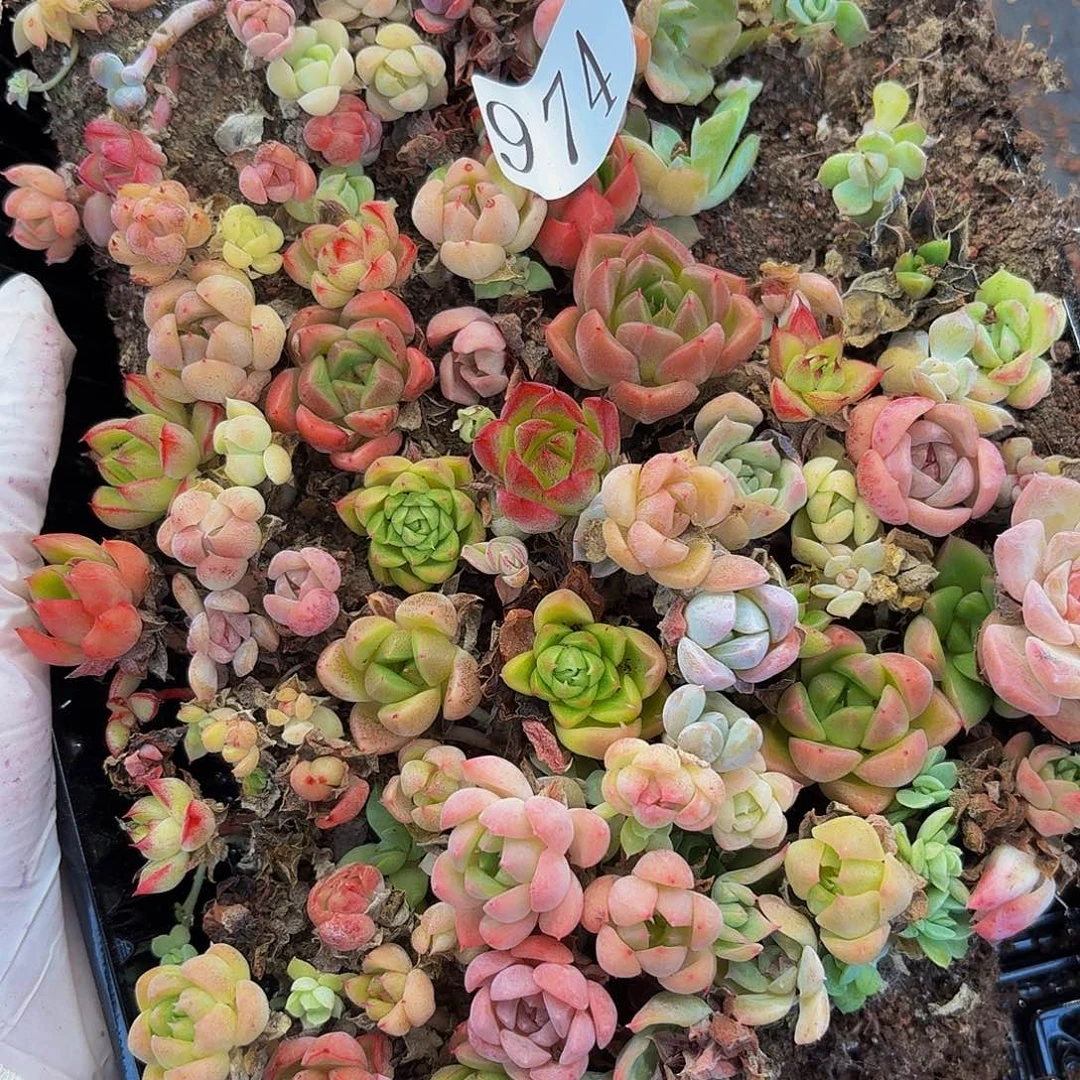多肉植物多肉植物974