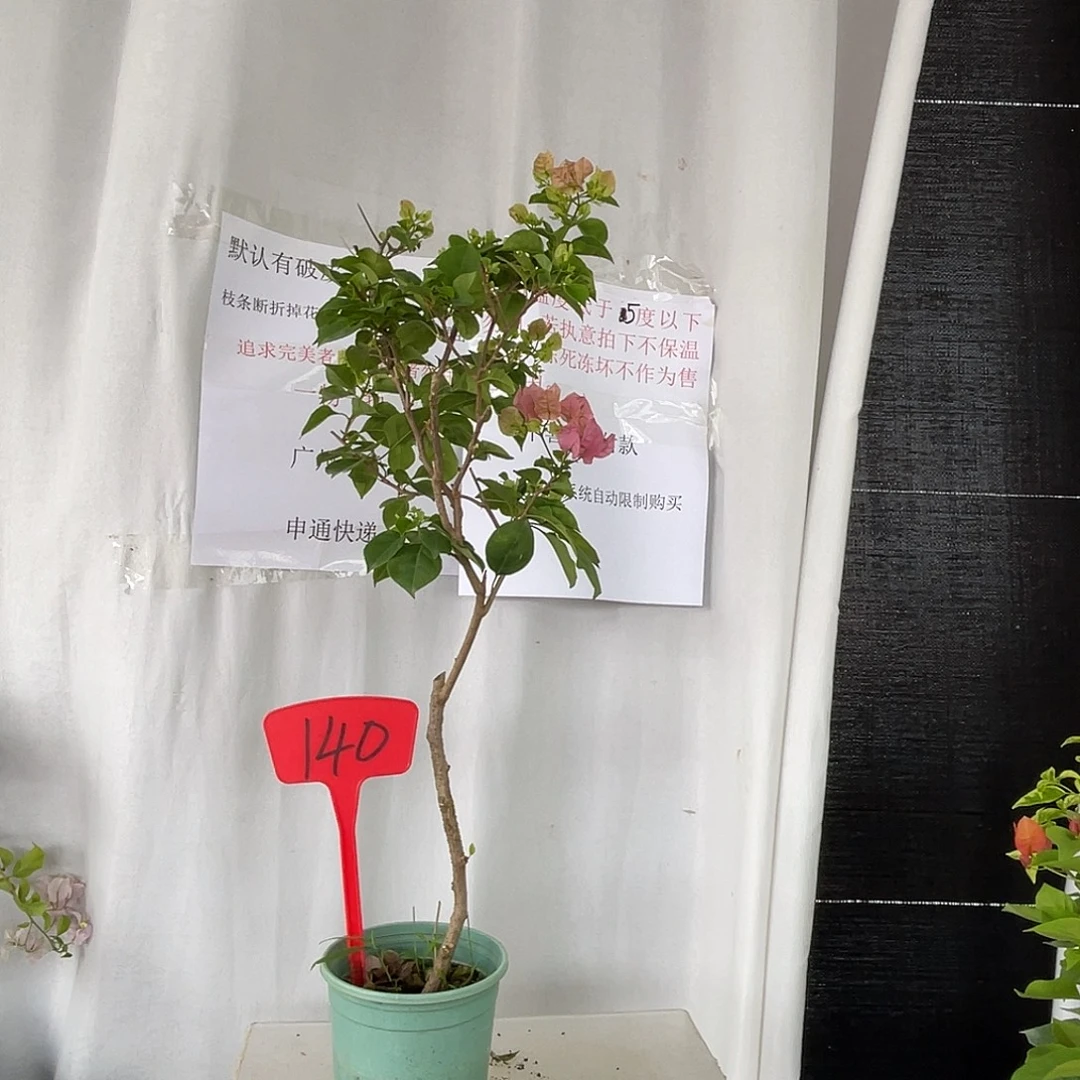 当前无花栽培后可以开花140红粉佳人