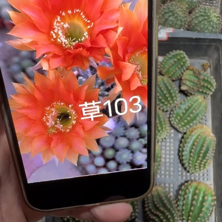 346彩草103歪无根侧牙4公分左右，20包邮
