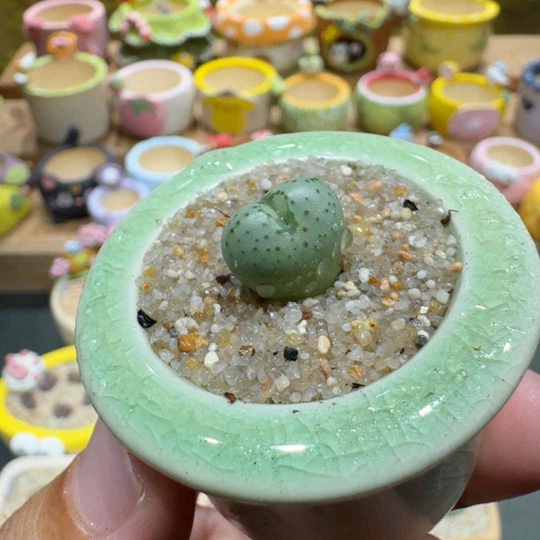 蘑菇1294肉锥多肉植物