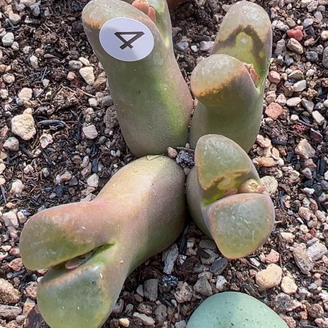 多肉植物111111111111111111