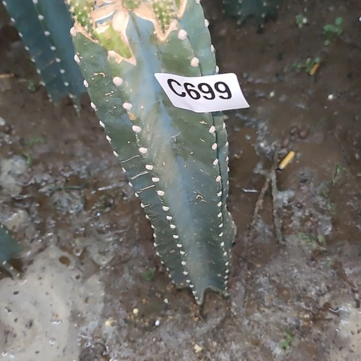心*秀浦柱换量天尺补差价699