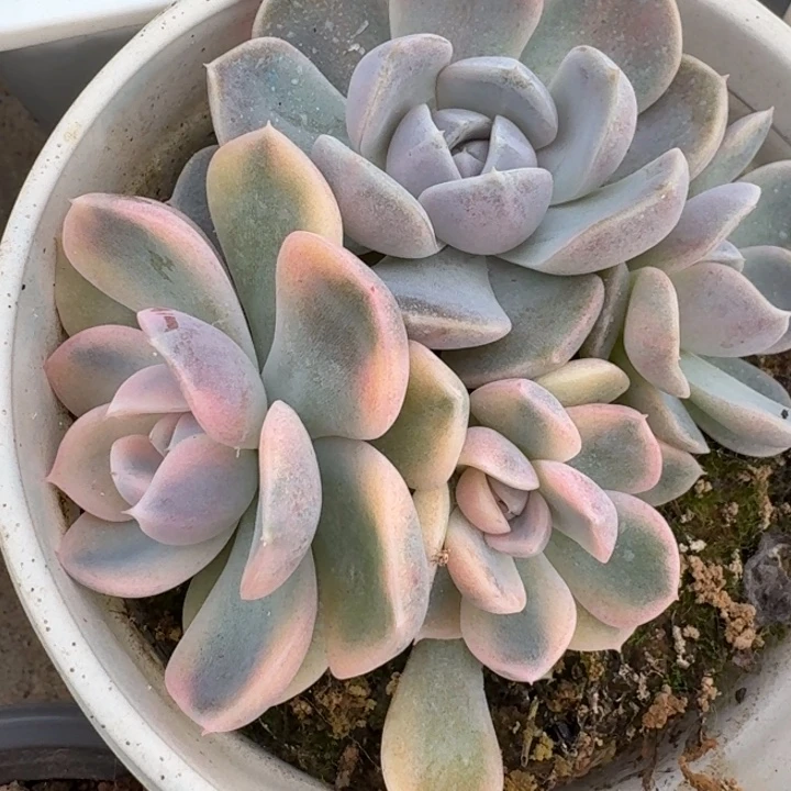 汉堡群生一物一拍