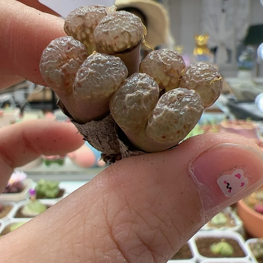 【闪购商品】189 腿长