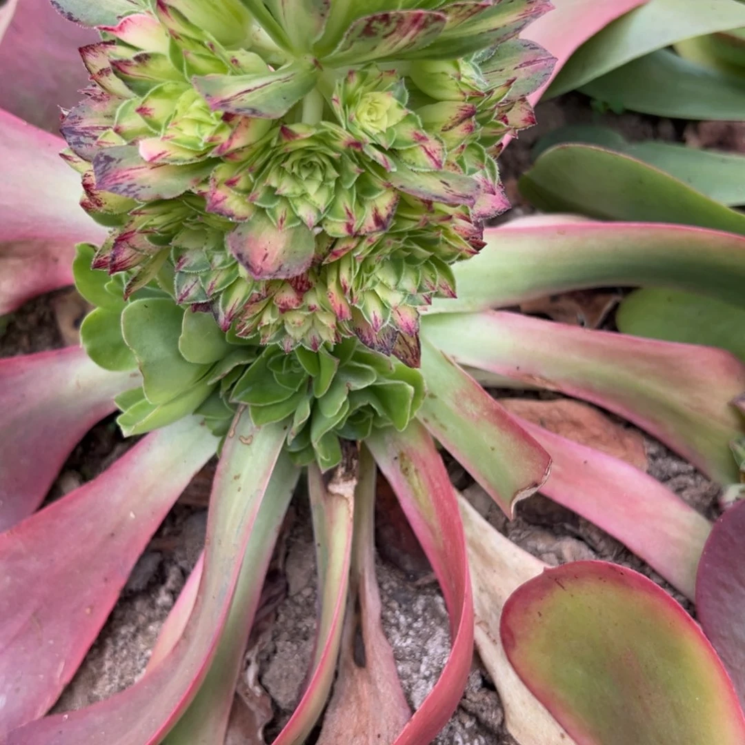 吴*生2850白知否多肉植物