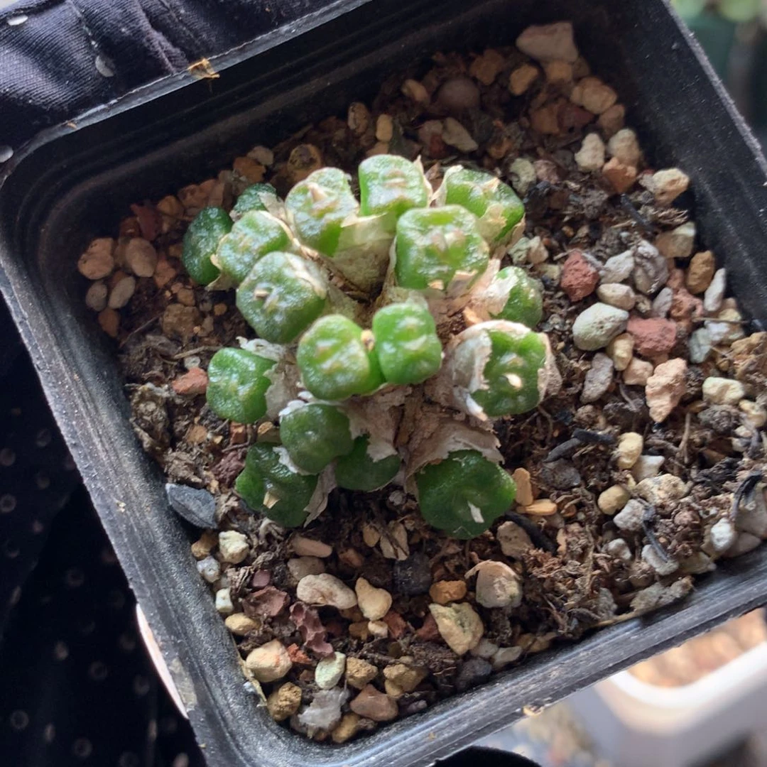 99号方糖母本一颗