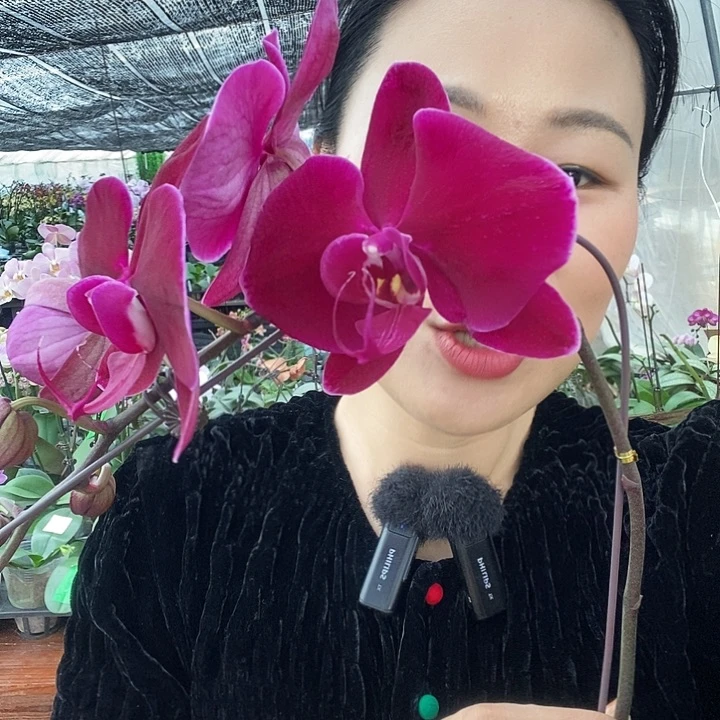 无花朵牛记黑脸蝴蝶兰