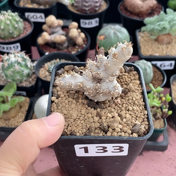 没***哥133白皮月界块根植物