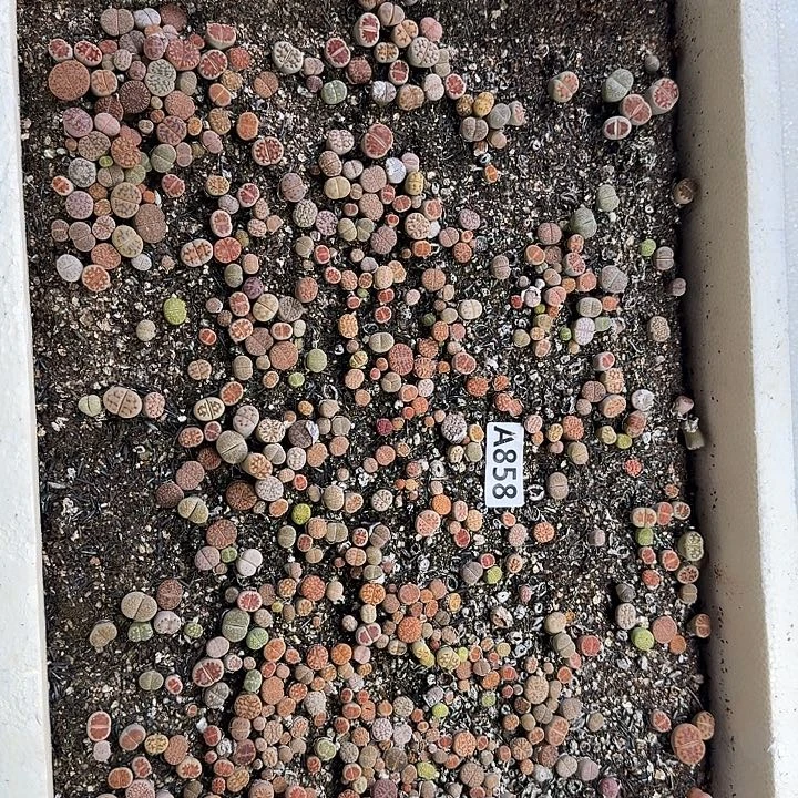 生858石花整筐脱土发货
