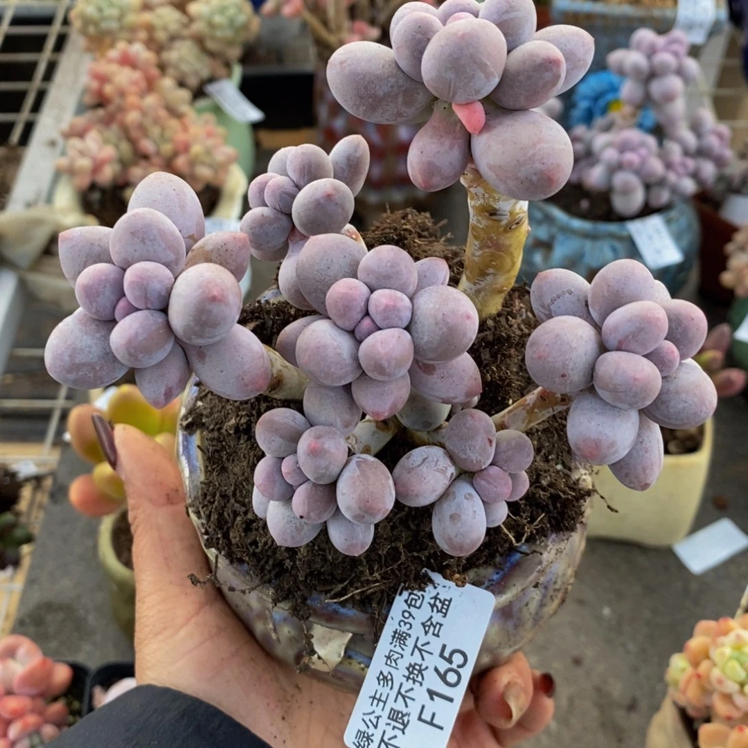 香水手指165/10c m