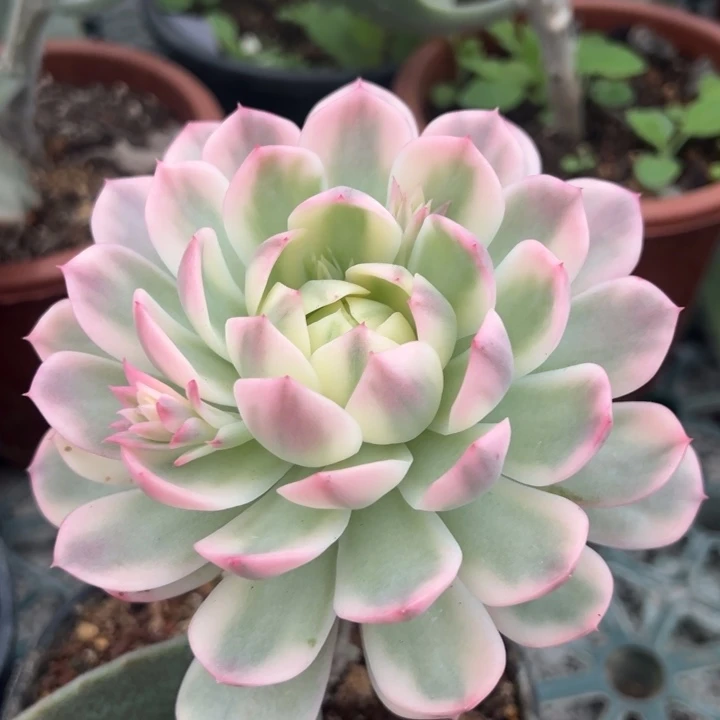 粉水晶锦一物一拍锦龙