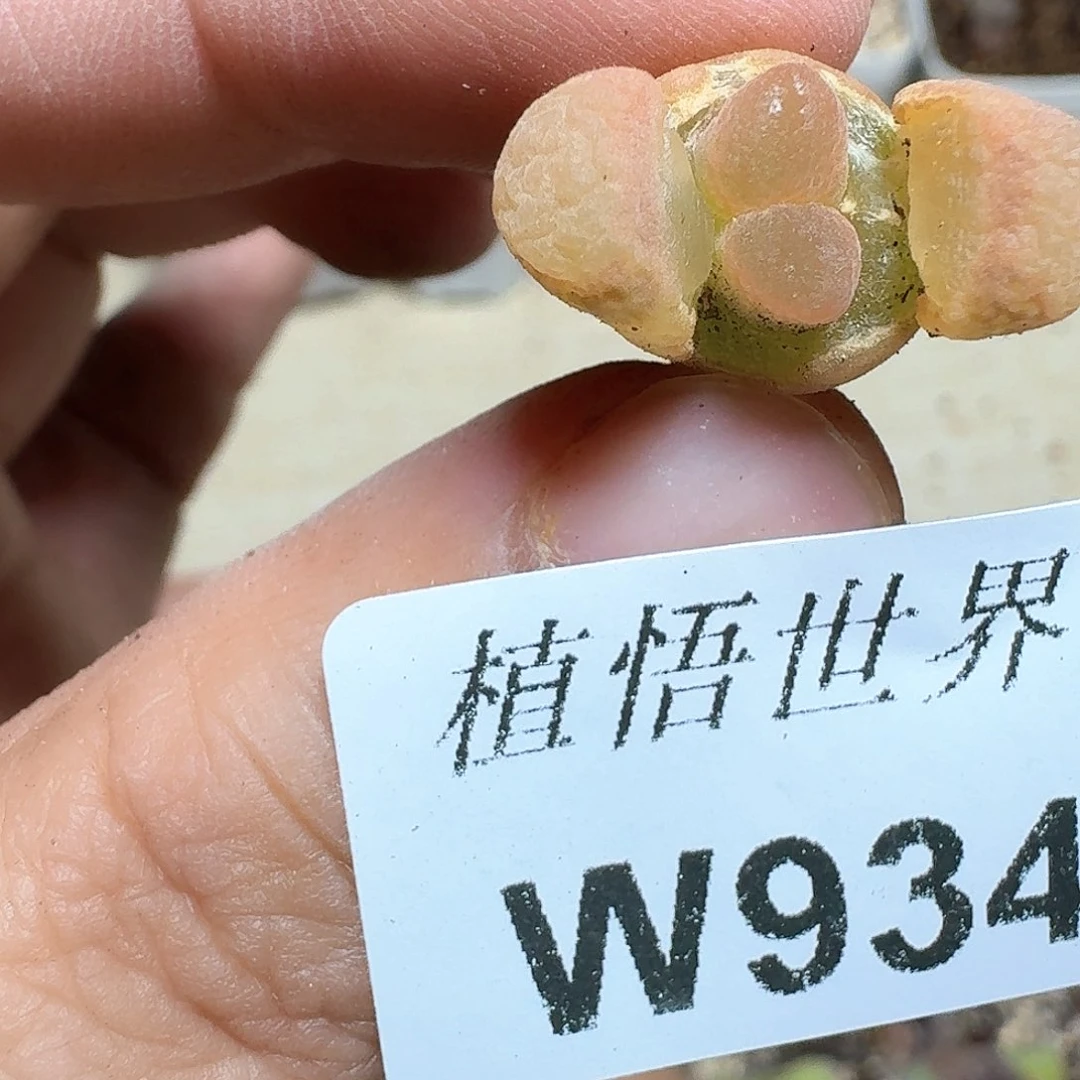 934号多肉植物哇f f