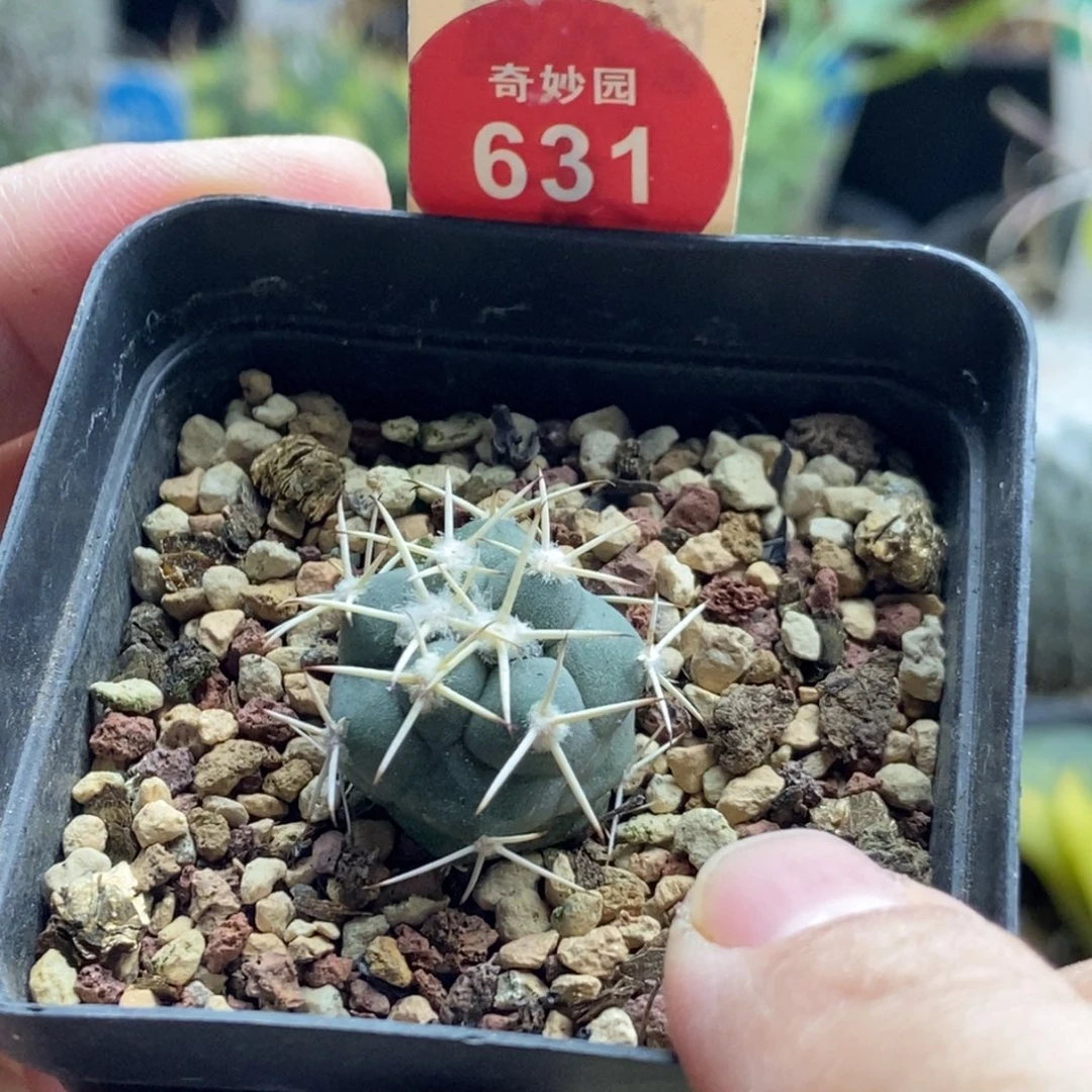 实生顶花大祥冠2cm