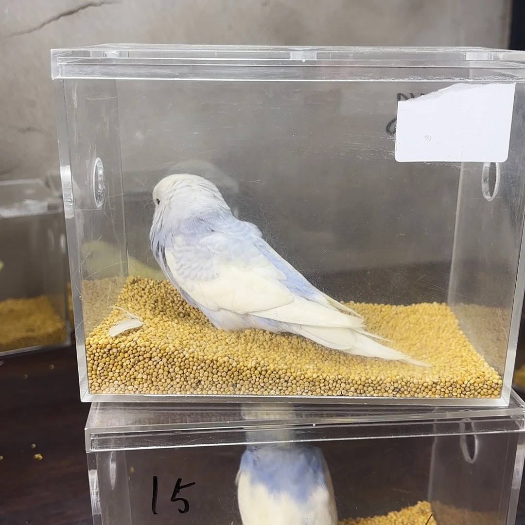 冷***月虎皮鹦鹉大头一只