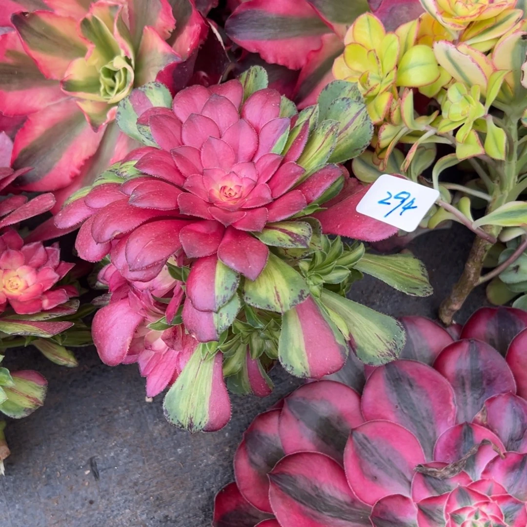 294知否无根多肉植物