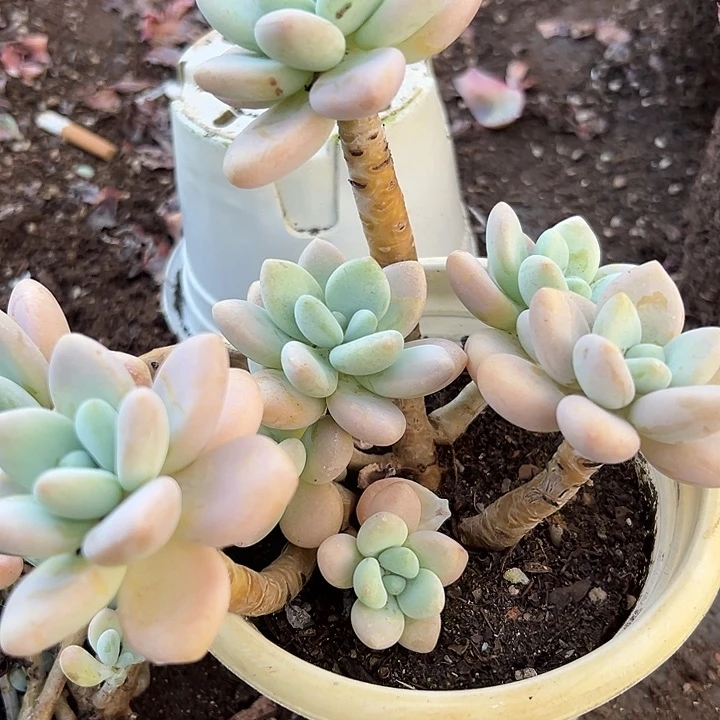 无花朵洛神老桩。